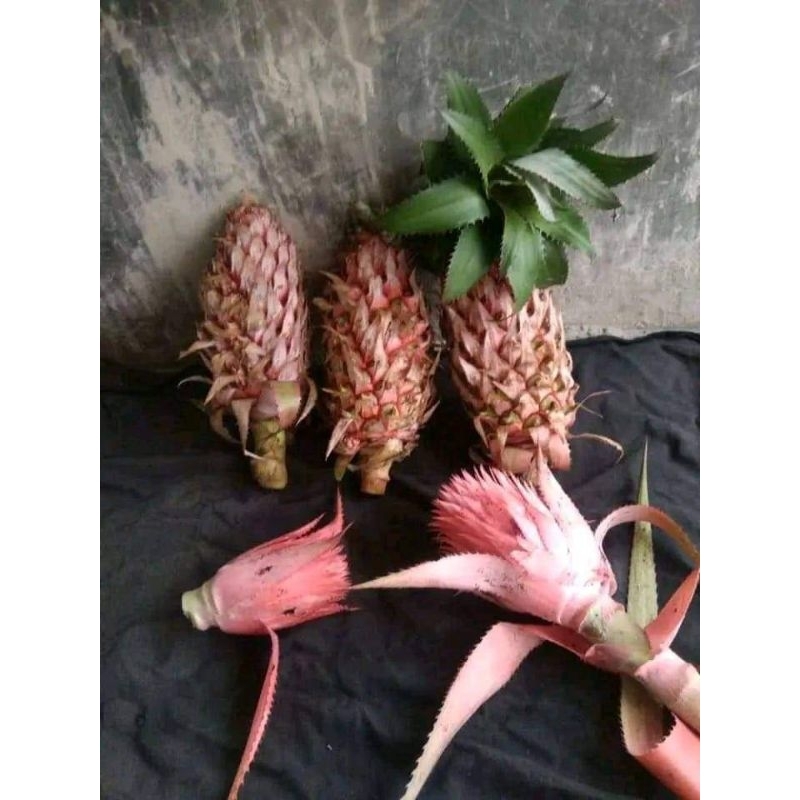 

Nanas Merah Muda Segar Bisa Dikupas