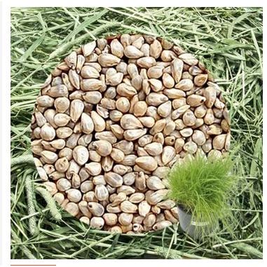 Benih Bibit Biji Rumput Timothy Hay Timothy Grass Makanan Kelinci Timothy Hay