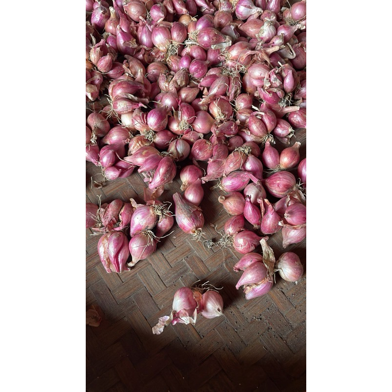 

bawang merah kering