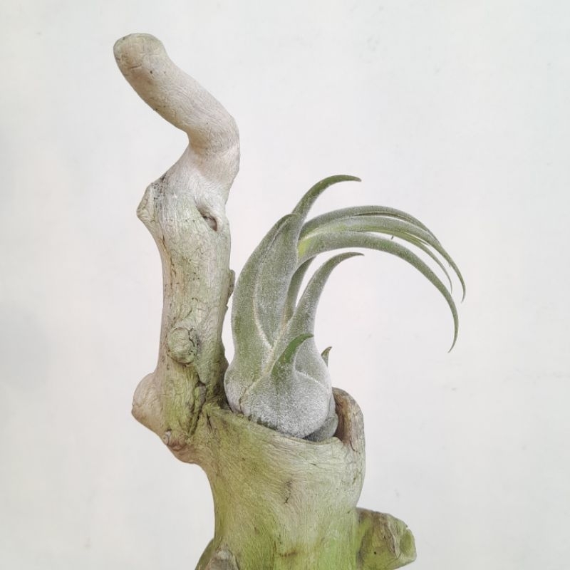 Tillandsia seleriana (air plants) / Tanaman Udara / Tanaman Tanpa Media Tanam