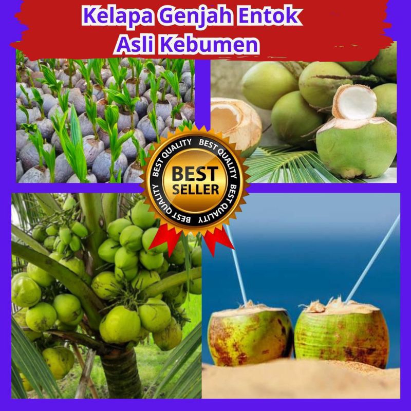 Bibit Kelapa Hijau Hibrida Pendek, Bibit Kelapa Hibrida Hijau Pendek, Bibit Kelapa Hibrida Bersertif