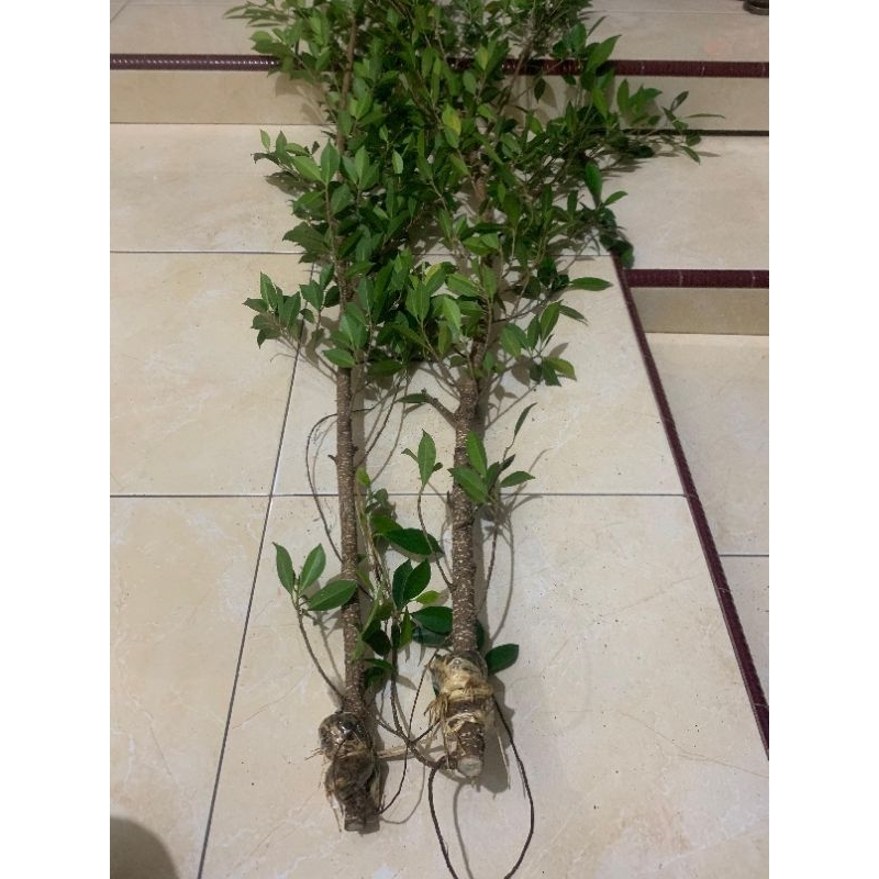 bahan bonsai kimeng ukuran jari