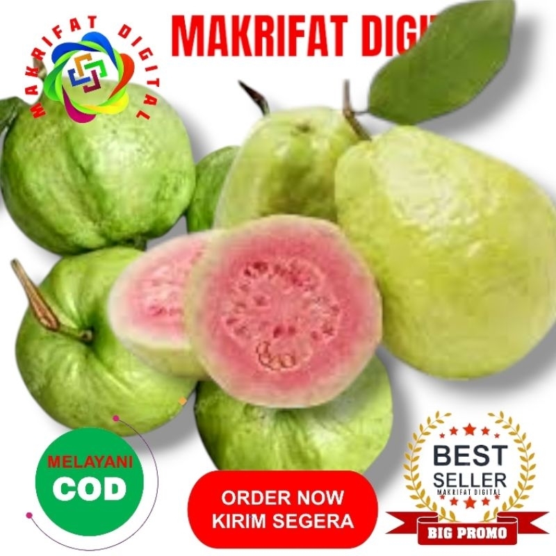 

Paket 1 Kg Buah Segar JAMBU KRISTAL MERAH Tanpa Biji by MAKRIFAT DIGITAL