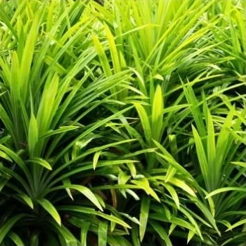 

Daun Pandan fresh 15-20 Helai