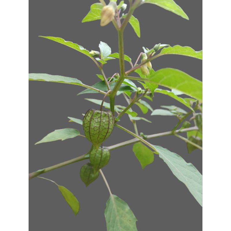 

daun ciplukan 250 gram