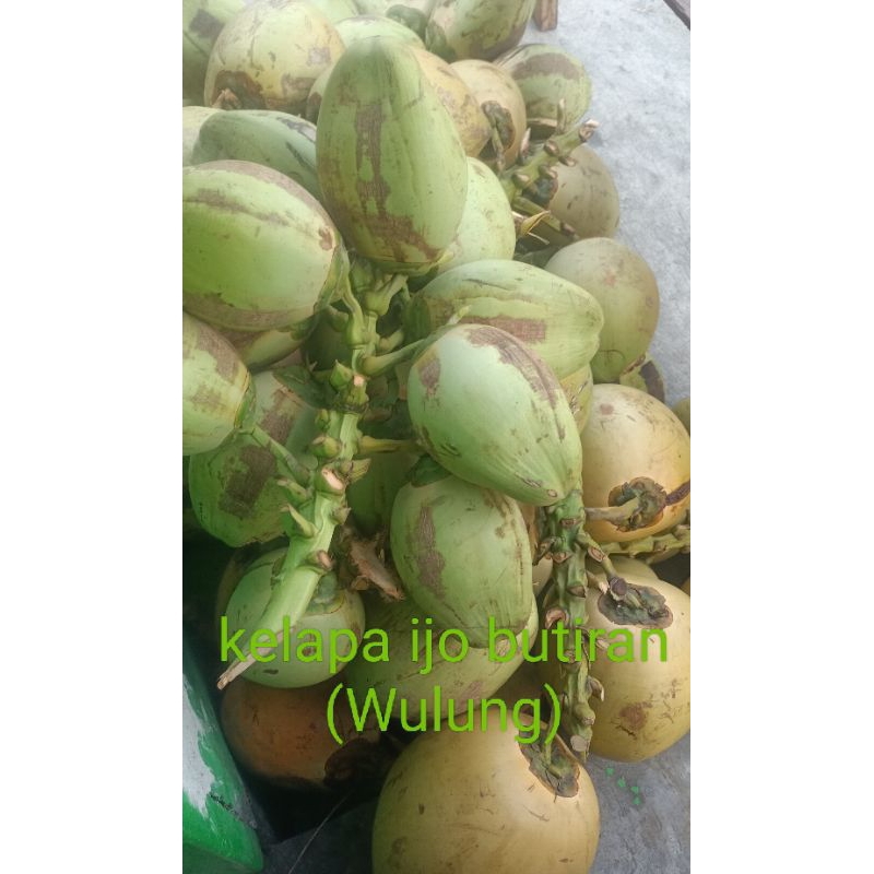 

Kelapa ijo ( Wulung )