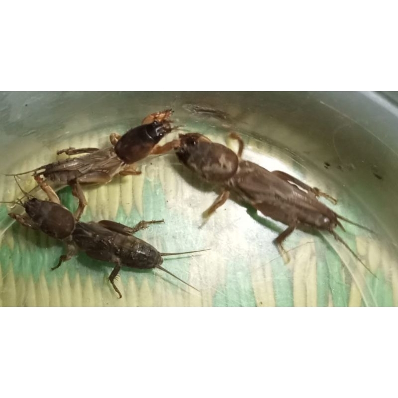 orong orong (gaang)/5ekor