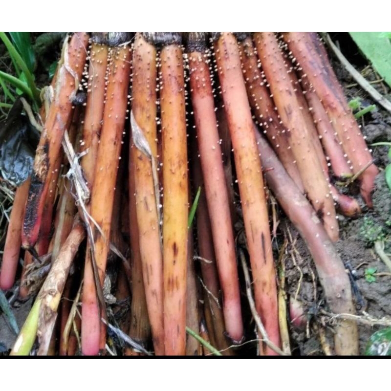 

akar pinang jambe segar herbal alami,herbal desa 1kg