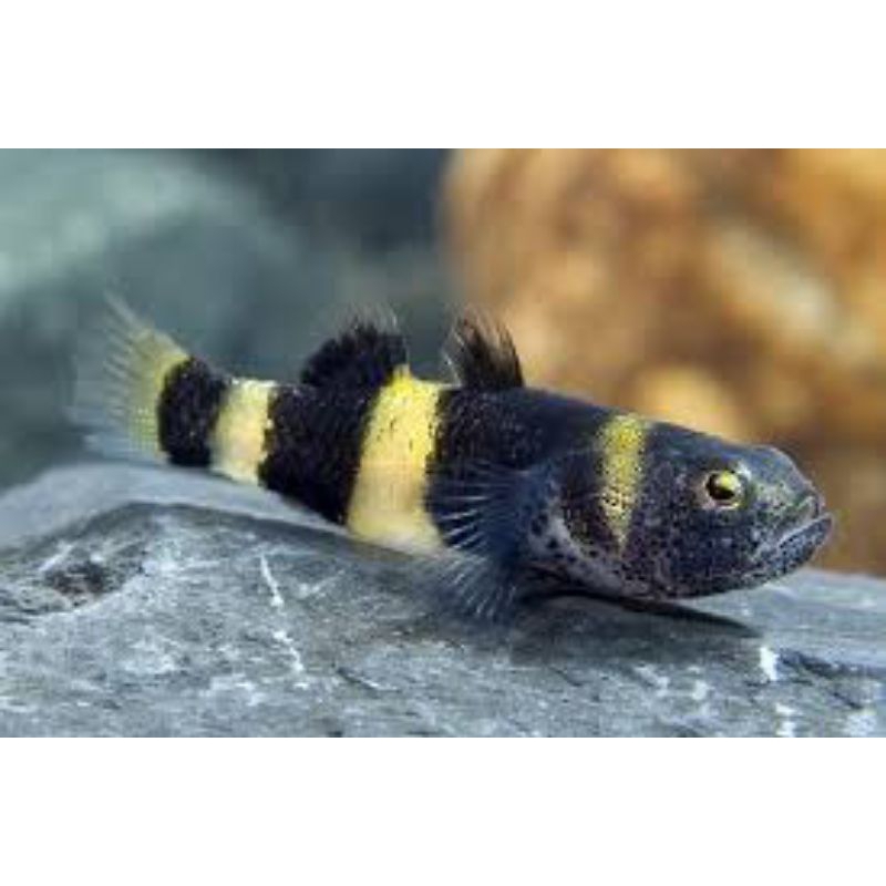 Goby bumblebee ikan hias aquascape