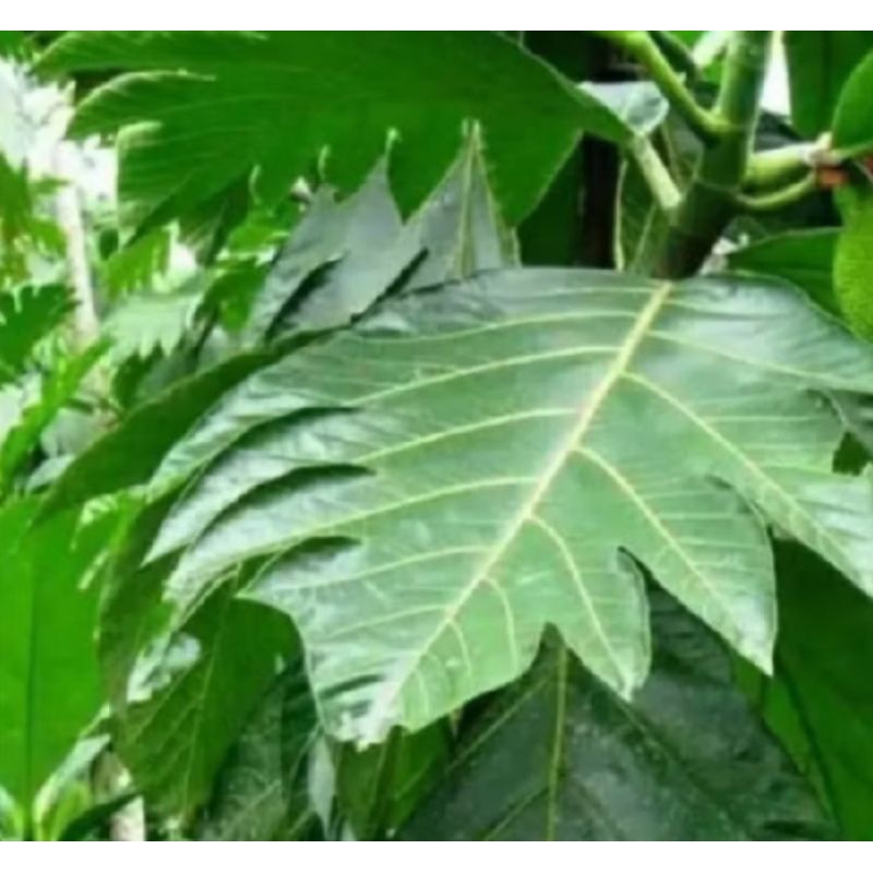 

Daun sukun segar perlembar obat herbal alami daun sukun frash