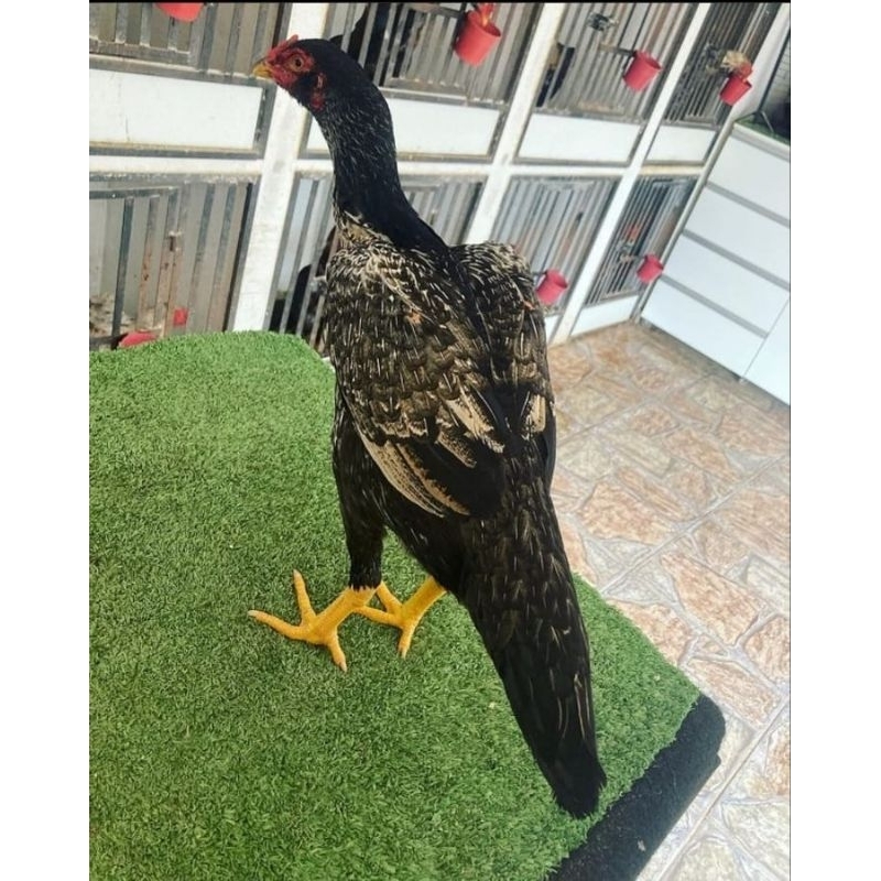 

telur ayam bangkok petarung import original