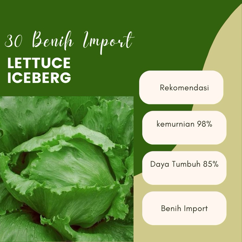 30 Biji Benih selada Lettuce Crisphead Common iceberg