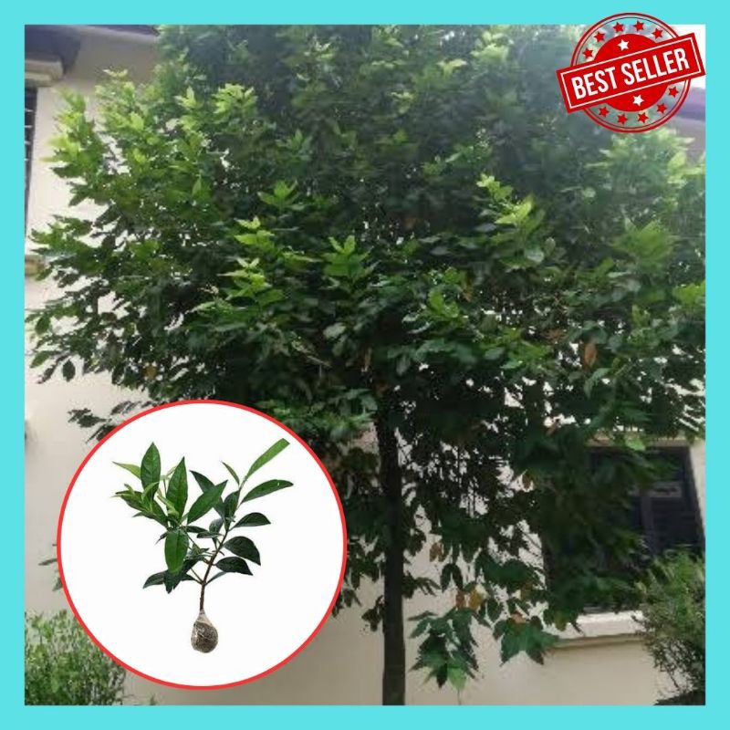 Bibit Salam Koja, Bibit Salam Kari