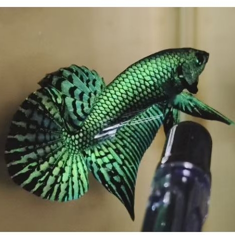 aksesoris wild betta alien green