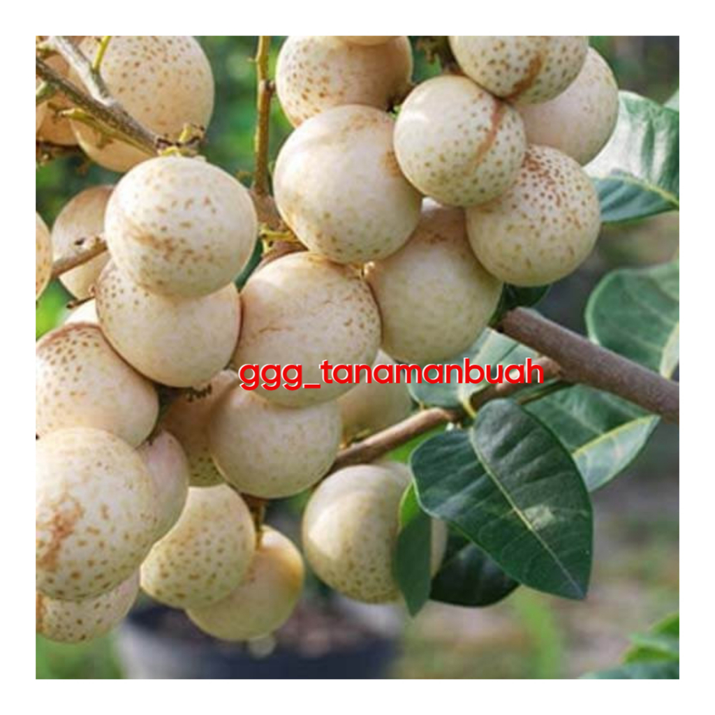 Bibit Kelengkeng Aroma Durian Berbunga