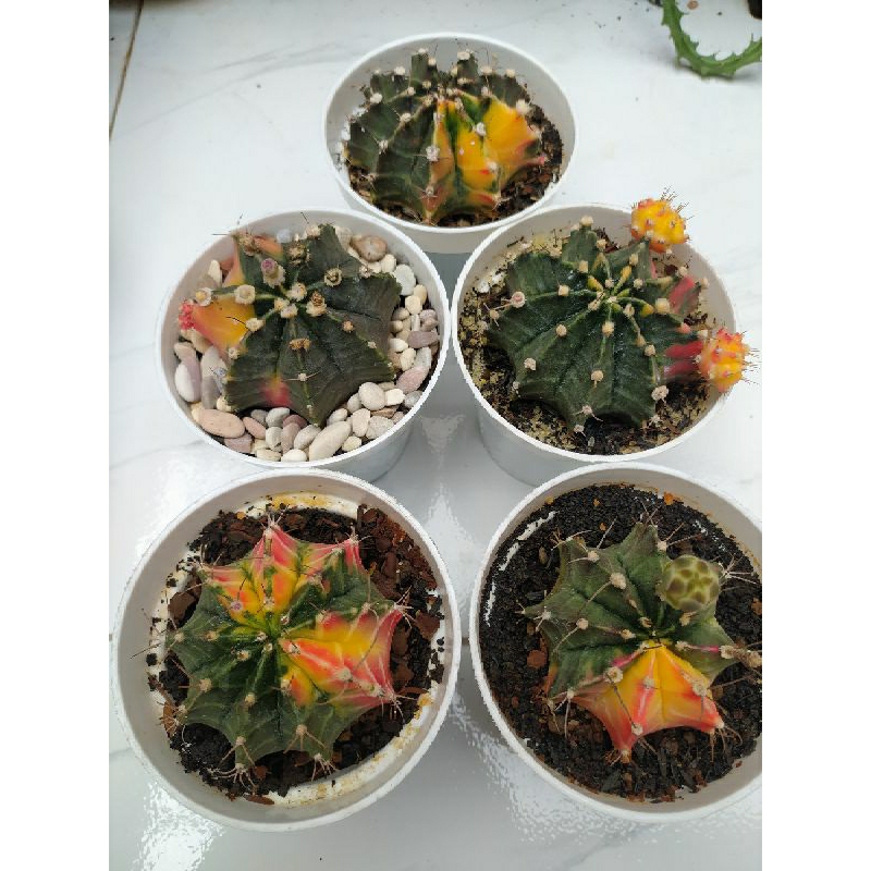 Gymno Miha Varigata Pot 10cm