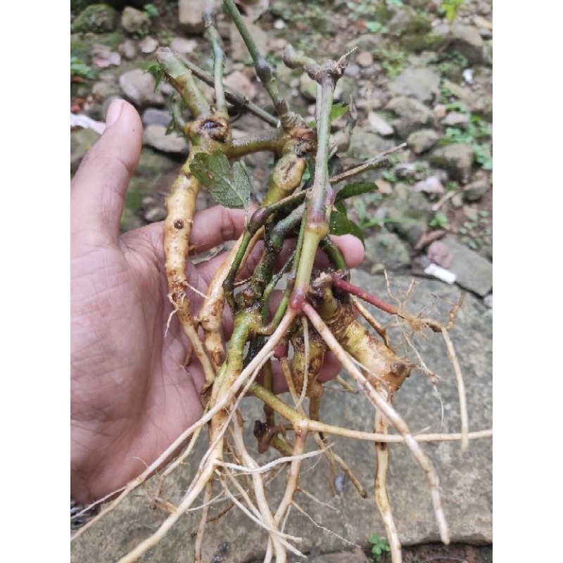 

Akar keji beling/ akar pecah beling