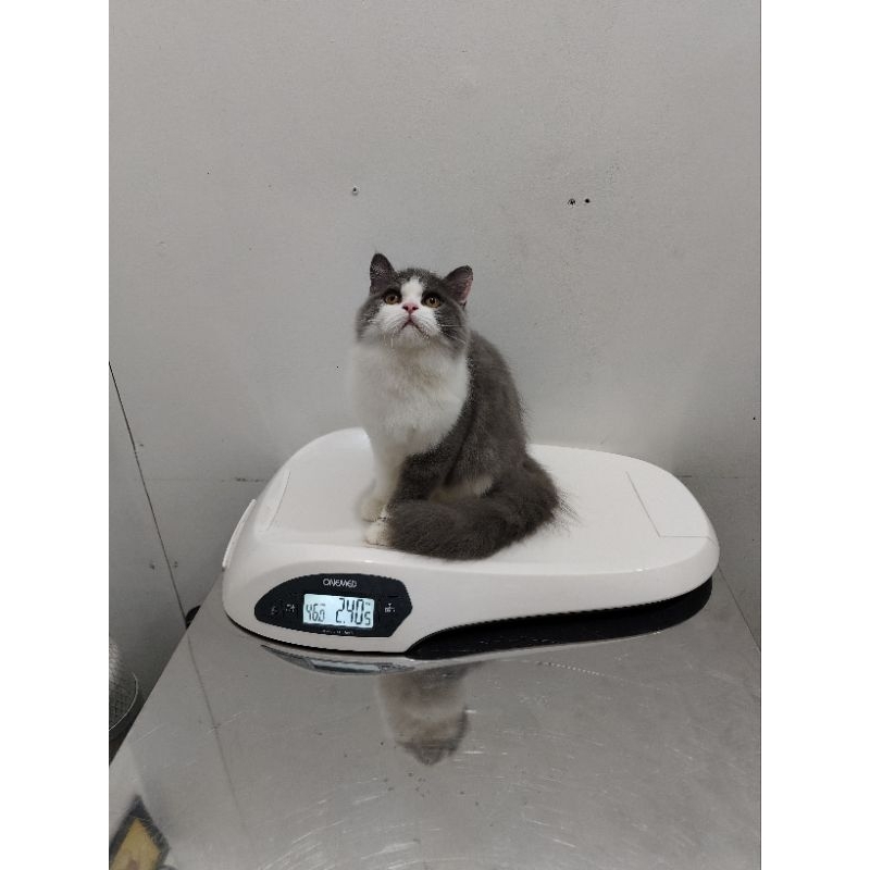 BSH mix Flatsnose Big Bone