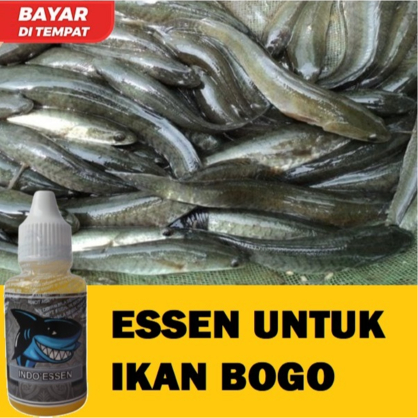 ESSEN UNTUK IKAN BOGO SIAP PAKAI ISI 30ML