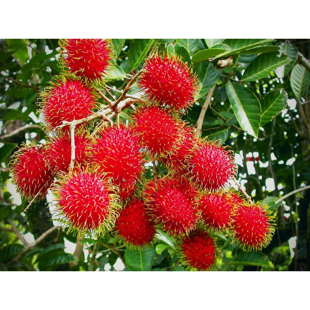 

Rambutan SEGAR 1 KG manis,asam