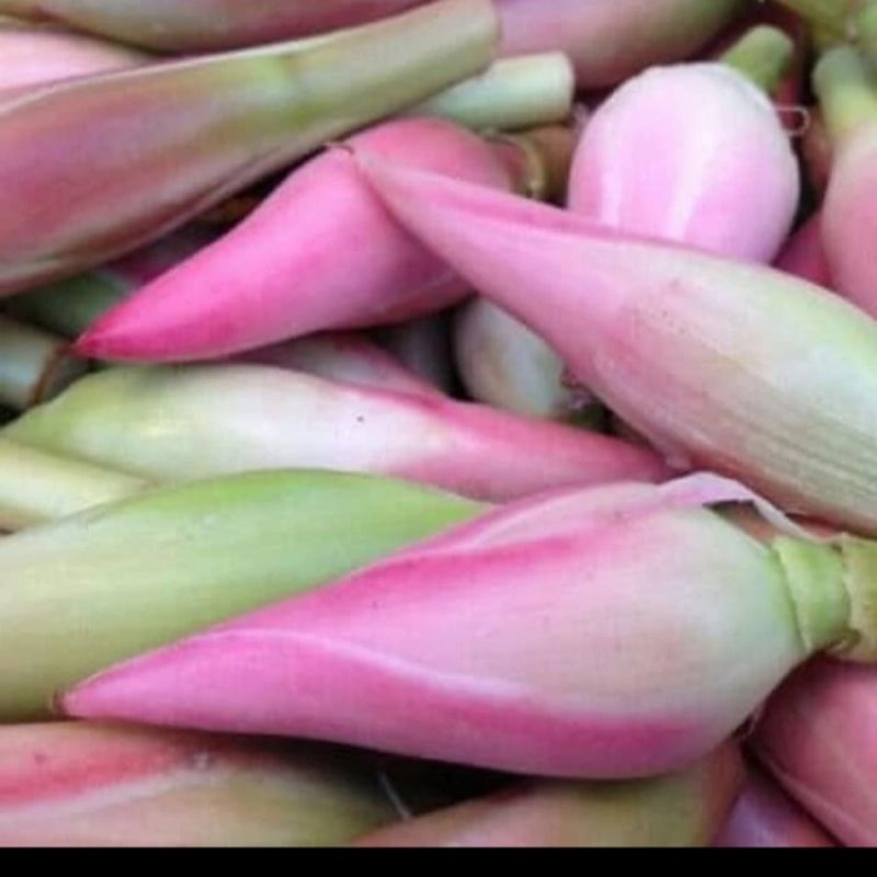 

Kecomberang/Kincung/Onje/Bunga Rias 500 gr