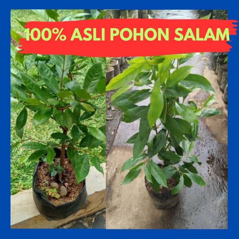 Pohon Salam Rimbun, Pohon Salam Besar