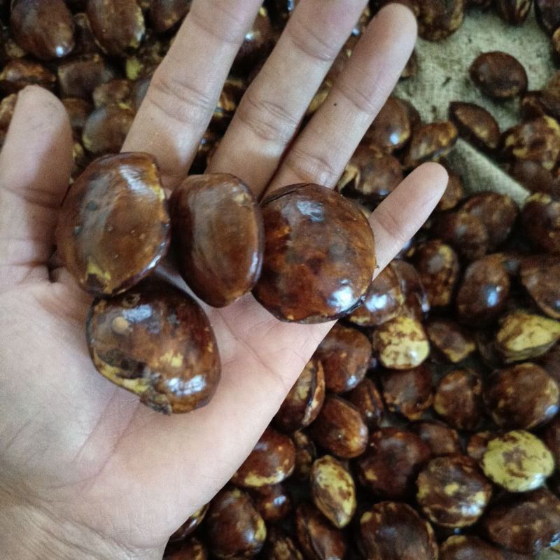 

Jengkol lokal fresh asli Jombang Jawa Timur