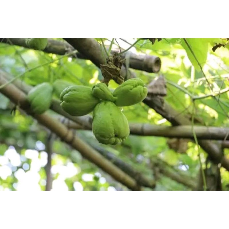 

labu Siam sayur pres dari pohon isi 5 buah labu siam