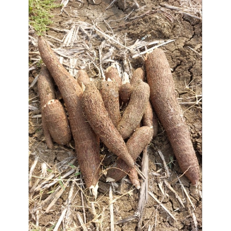 

Singkong fresh 1kg / ketela pohong langsung dari sawah