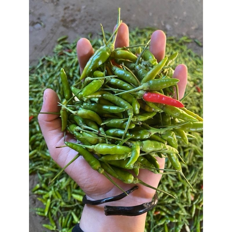 

CABE HIJAU CABE JAPLAK 1KG