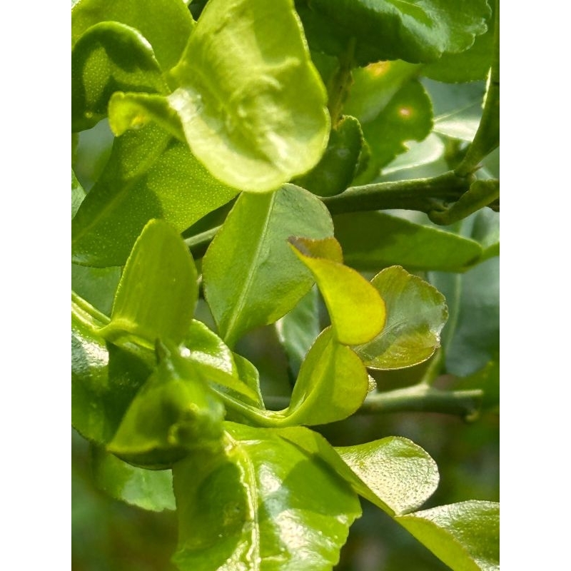 

daun jeruk purut angka 8