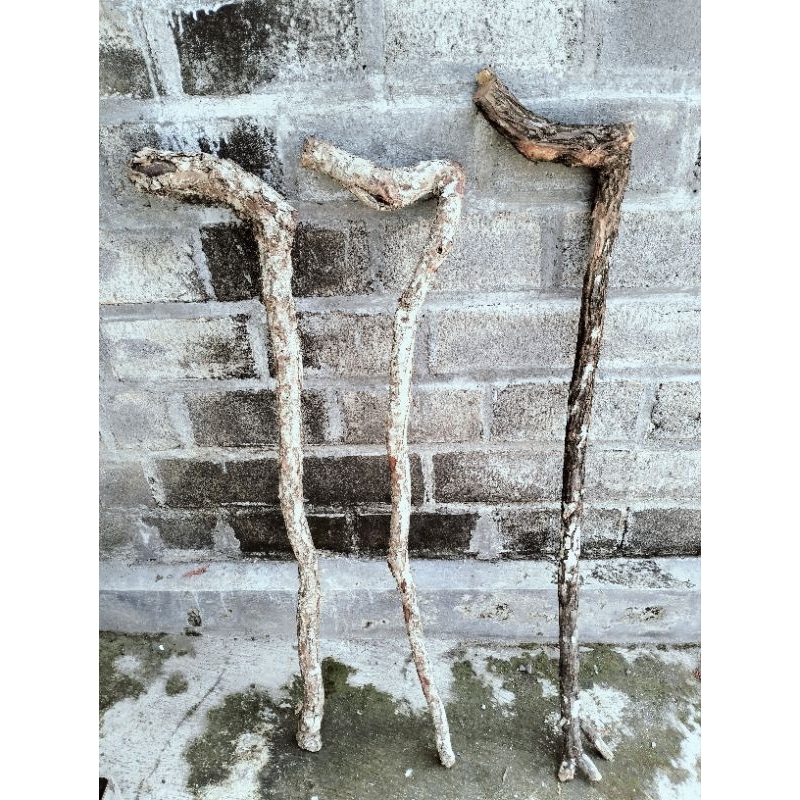 kayu stigi laut untuk bahan tongkat