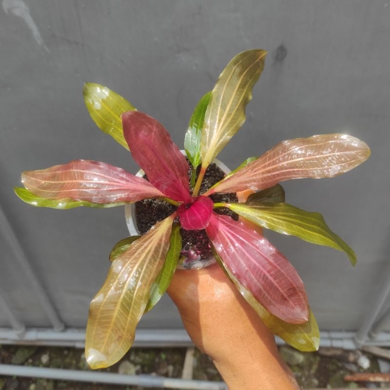 Echinodorus Big Bear