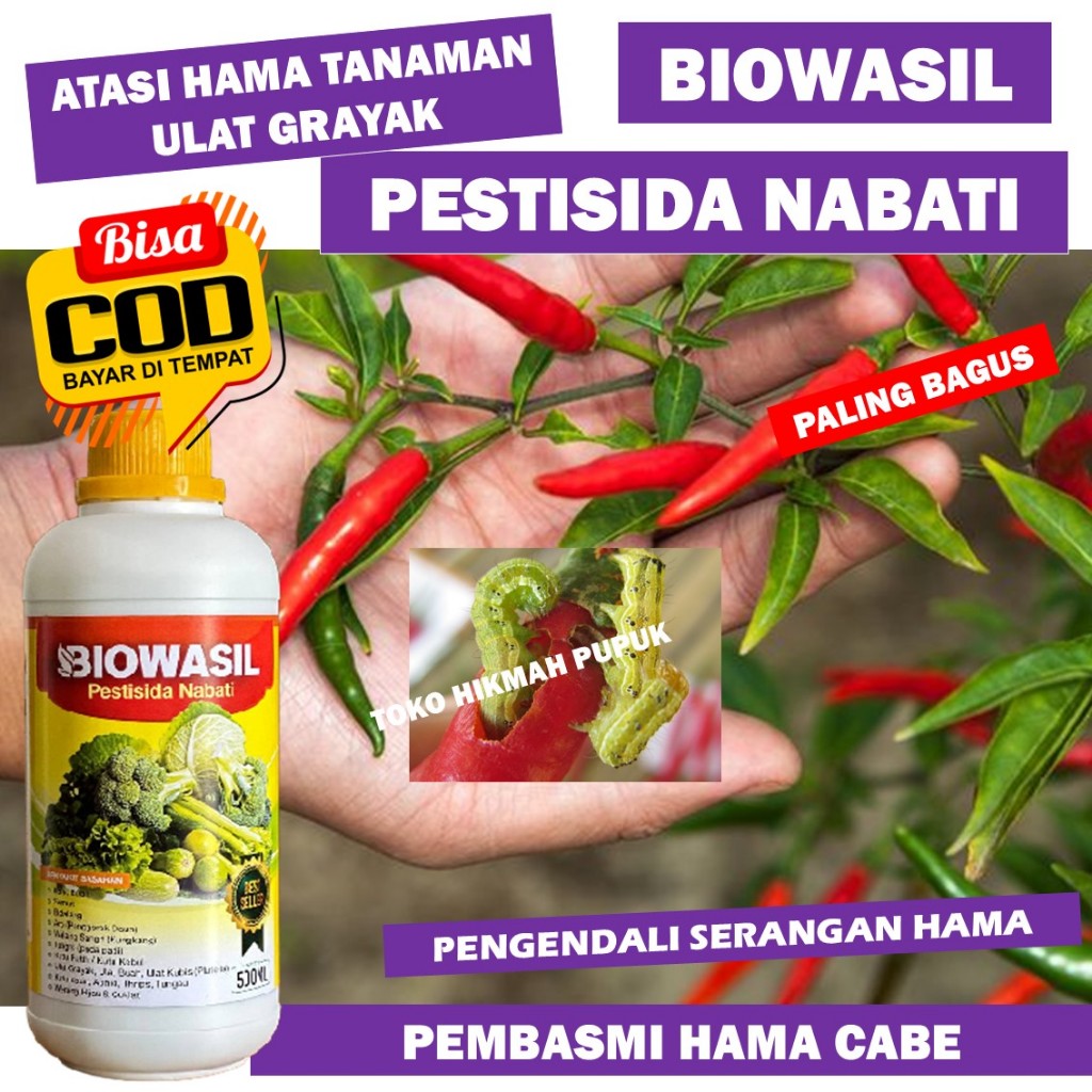 Insektisida Hama Ulat Grayak Cabe BIOWASIL Paling Bagus Pestisida untuk Atasi Hama Ulat Cabai Pupuk 