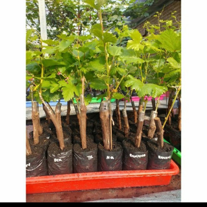 

BIBIT ANGGUR IMPORT NINA QUEN/ ANGGUR NINAQUEN GRAFTING