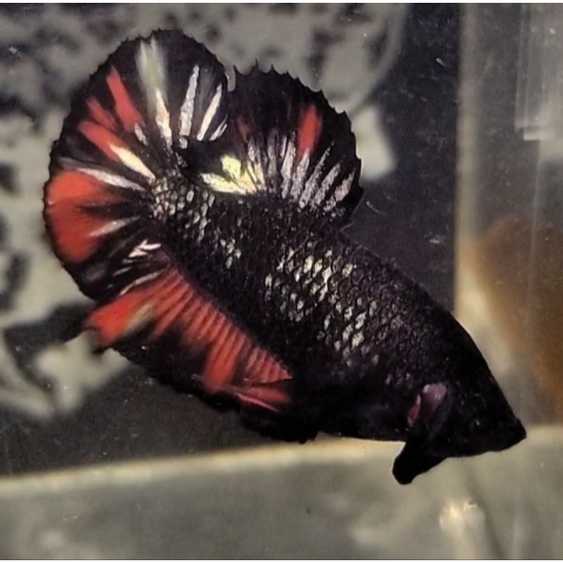 

CUPANG AVATAR COPPER GRADE