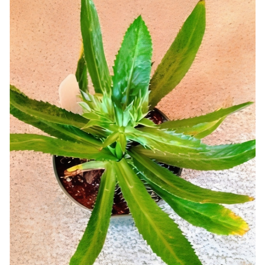 

Walang Geni (Culantro) Herbal Serbaguna, Ketumbar Jawa, Suko, Sukung, Ketumbar Tanah, Walang Sangit