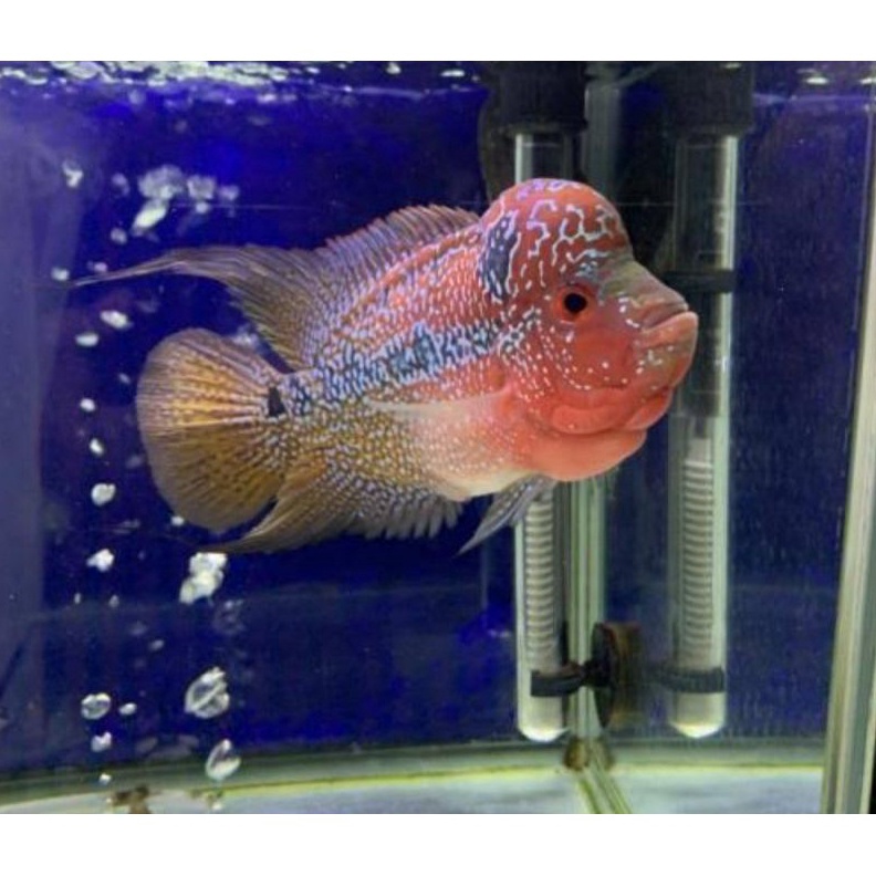 

Diskon 3 Ikan Louhan Kamfa F2GB Ukuran 23CM Gen Ori PROMO BELI 5 GRATIS 1