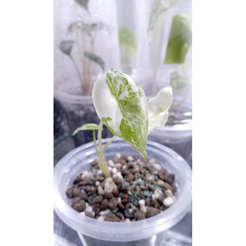 VARIGATA Alocasia longiloba varigata