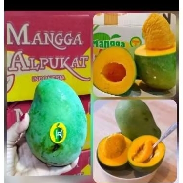 

mangga alpukat super