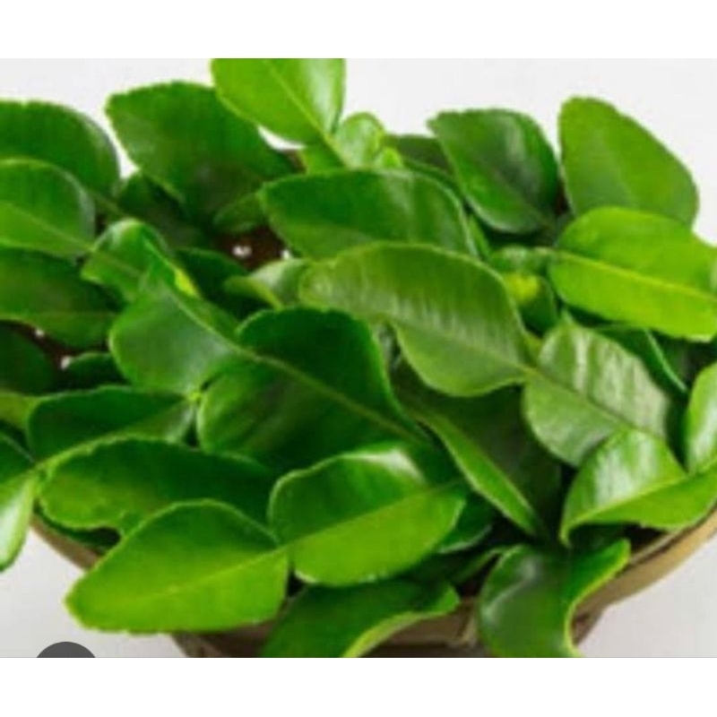 

Daun Jeruk Purut