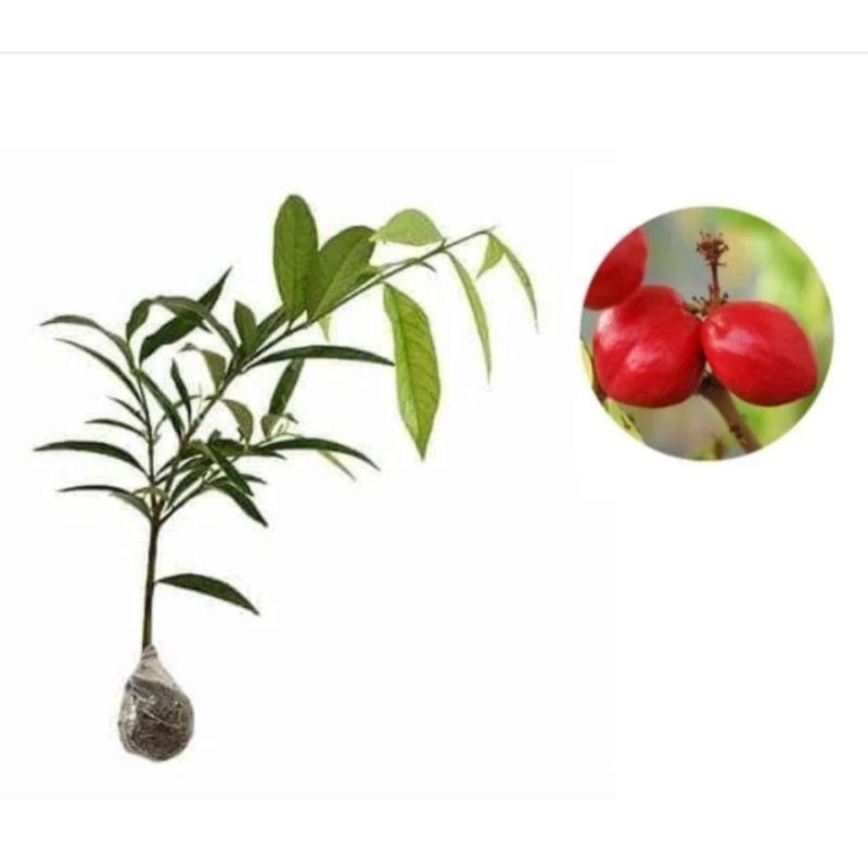 

bibit buah mahkota dewa