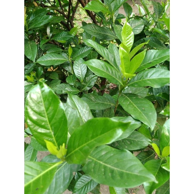 

Daun Kaca Piring Ceplok Piring Cepiring segar 200g