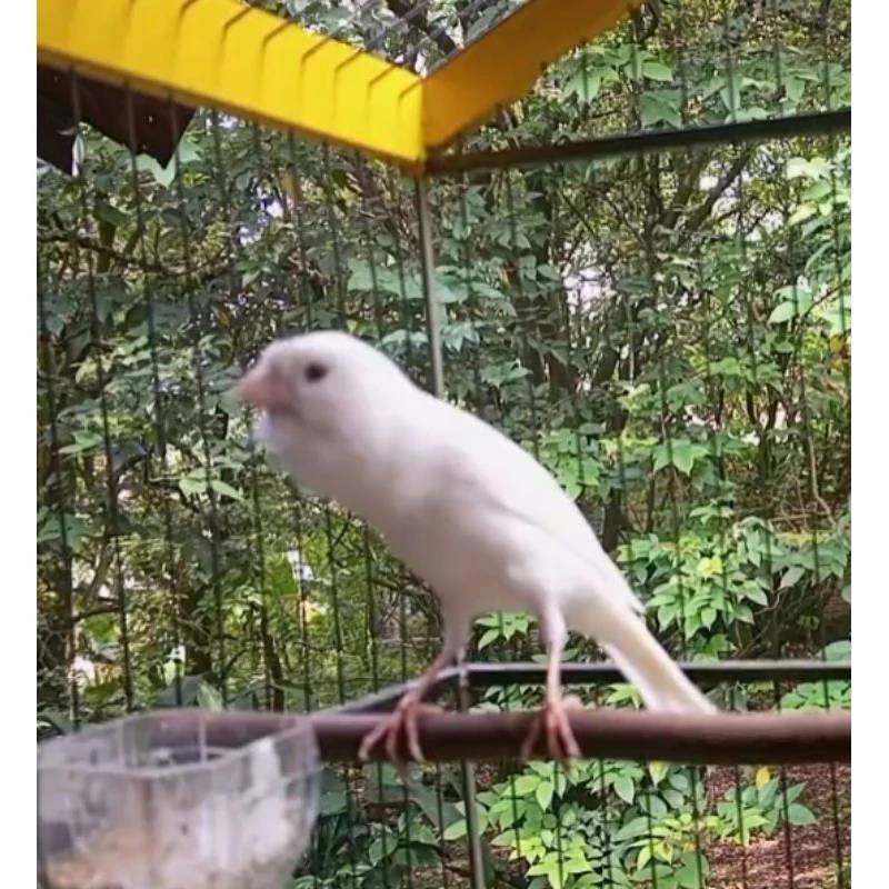 BURUNG KENARI putih gacor dor – Kicau Keras & Lantang, Siap Masteran