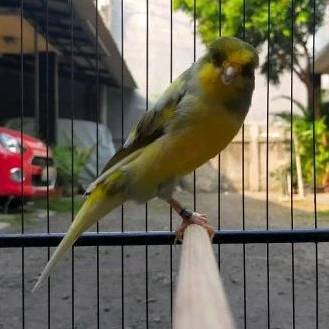 F2YS BODY BIG – BURUNG GACOR,Masteran Ideal untuk Lomba