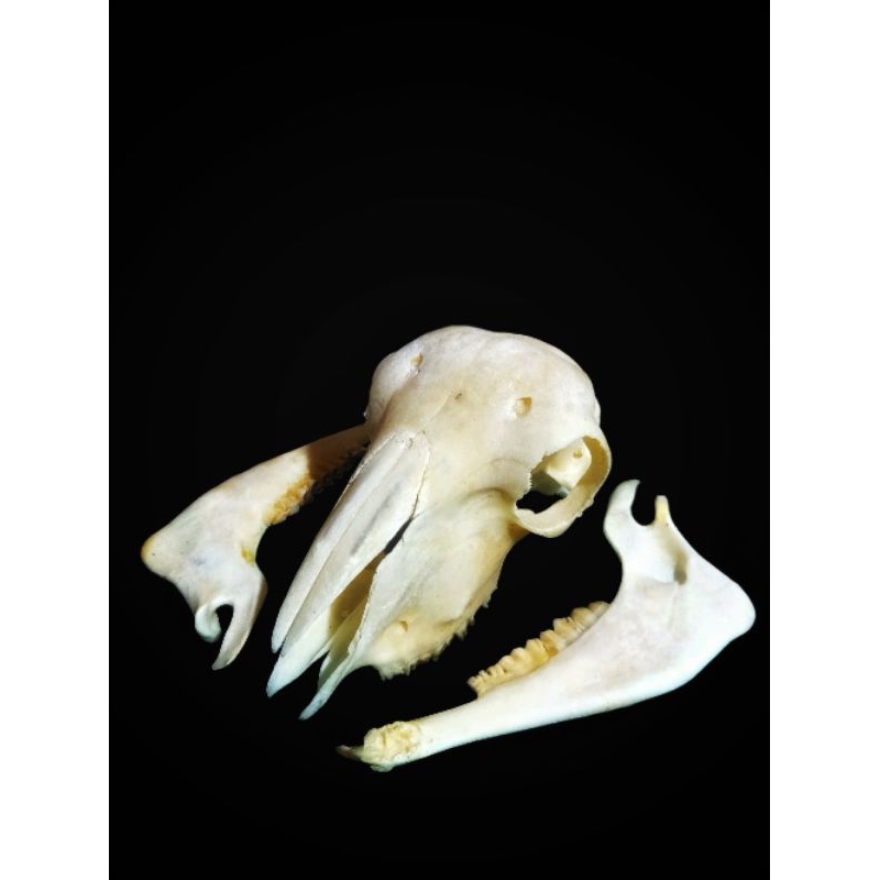 Dekorasi Terarium Hiasan Rumah Baphomet Tengkorak Kambing #553