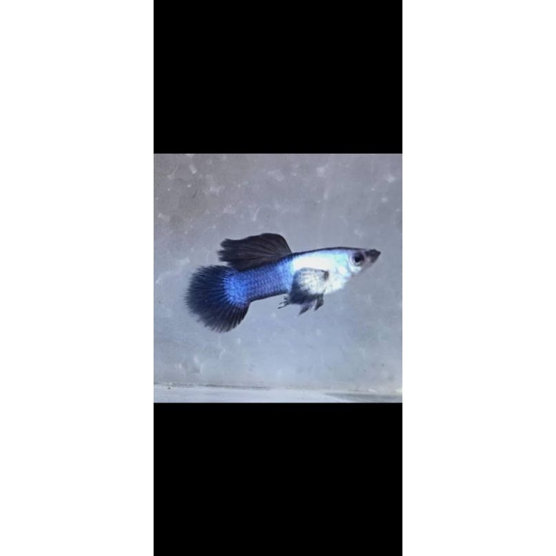 sepasang ikan guppy mini panda
