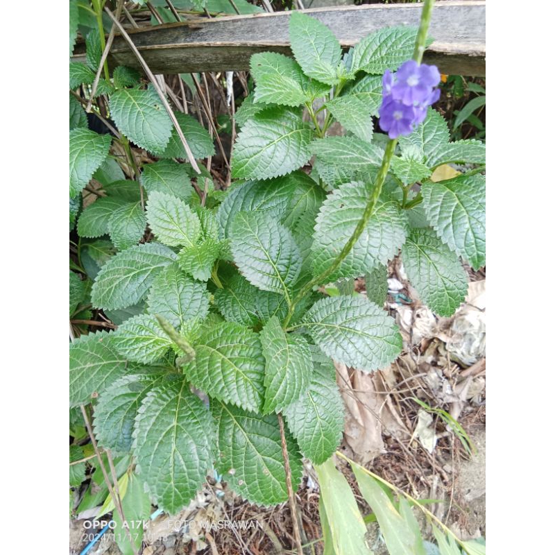 

Daun Pecut Kuda 250gr