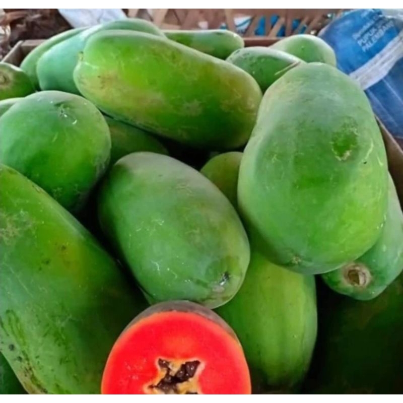 100 Benih Pepaya California Madu Super Manis