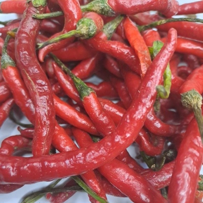 

cabe merah kriting
